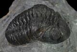 Austerops Trilobite - Nice Eye Facets #137559-5